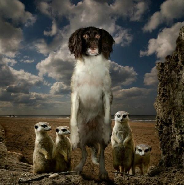 Dog Adventures by Jeannette Oerlemans