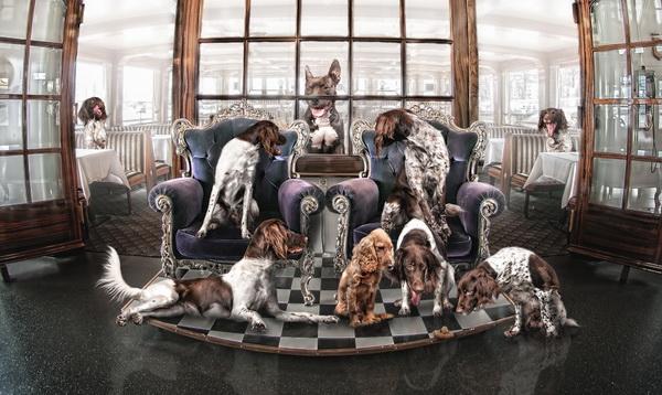 Dog Adventures by Jeannette Oerlemans