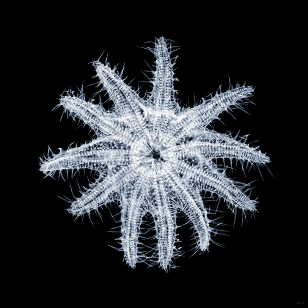 X-Ray Photography by Nick Veasey
