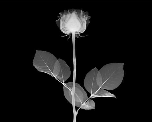 X-Ray Photography by Nick Veasey