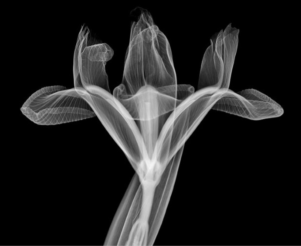 X-Ray Photography by Nick Veasey