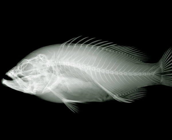 X-Ray Photography by Nick Veasey