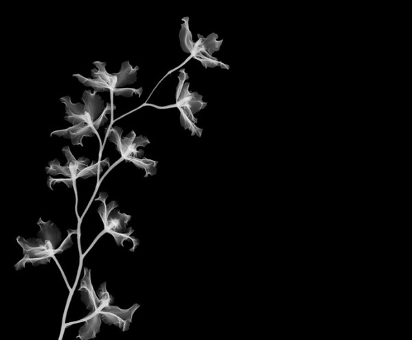X-Ray Photography by Nick Veasey
