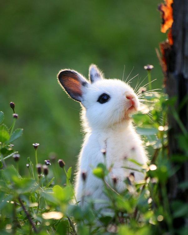 50 Cute Bunny Pictures