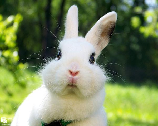 50 Cute Bunny Pictures