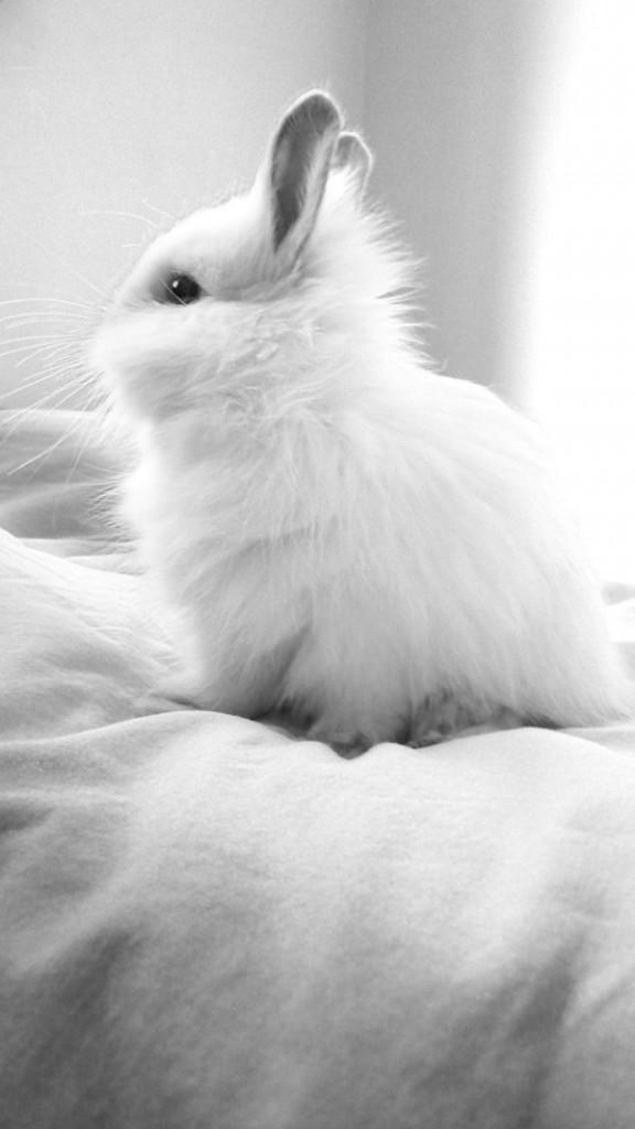 50 Cute Bunny Pictures