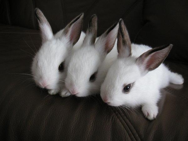 50 Cute Bunny Pictures