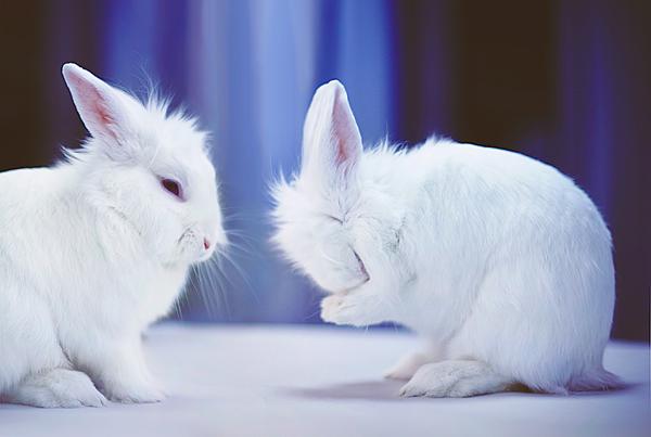 50 Cute Bunny Pictures