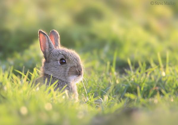 50 Cute Bunny Pictures