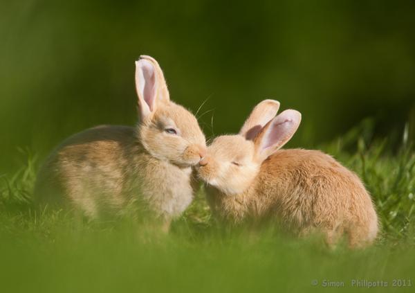 50 Cute Bunny Pictures