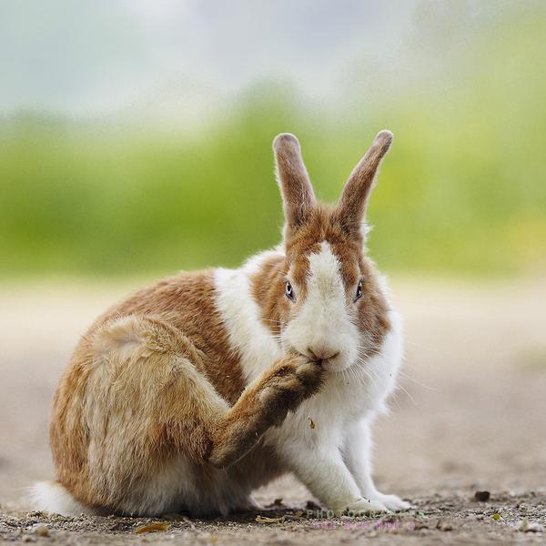 50 Cute Bunny Pictures