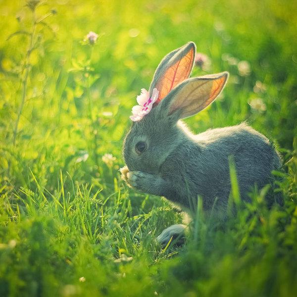 50 Cute Bunny Pictures