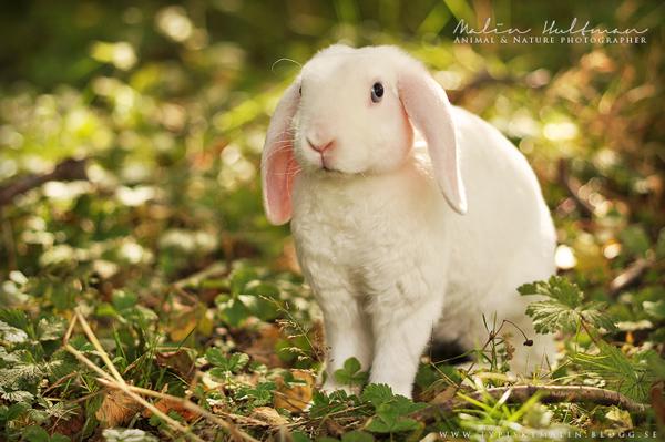 50 Cute Bunny Pictures