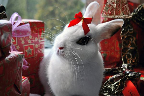50 Cute Bunny Pictures