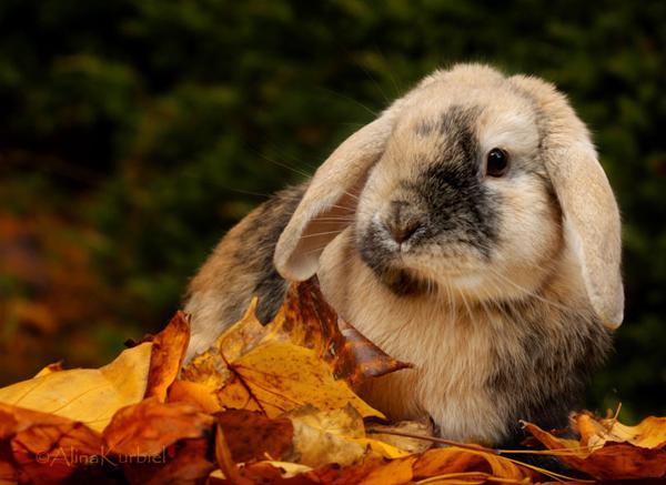 50 Cute Bunny Pictures
