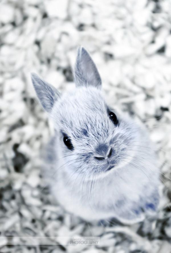 50 Cute Bunny Pictures