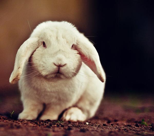 50 Cute Bunny Pictures