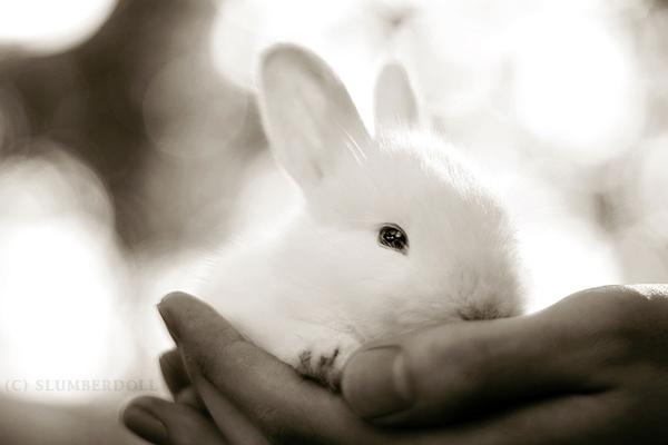 50 Cute Bunny Pictures