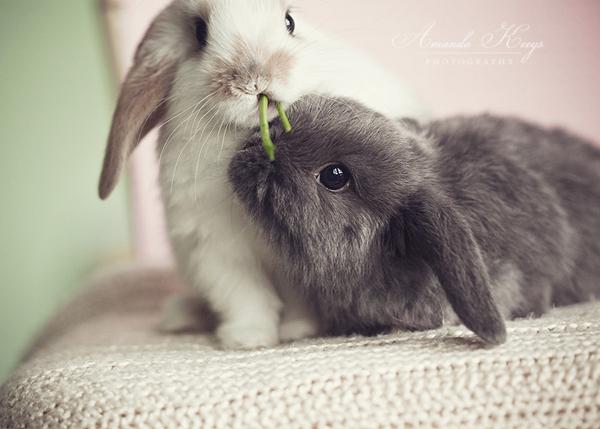 50 Cute Bunny Pictures