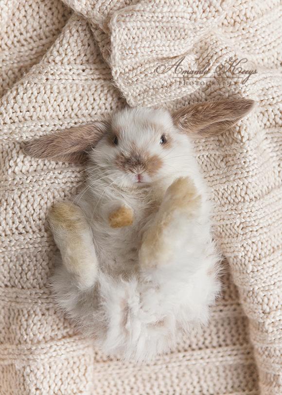 50 Cute Bunny Pictures