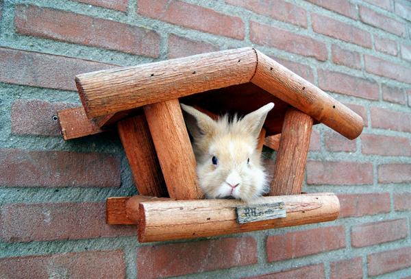 50 Cute Bunny Pictures