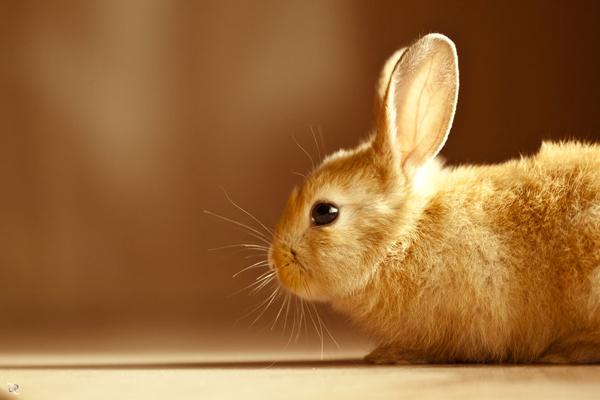 50 Cute Bunny Pictures