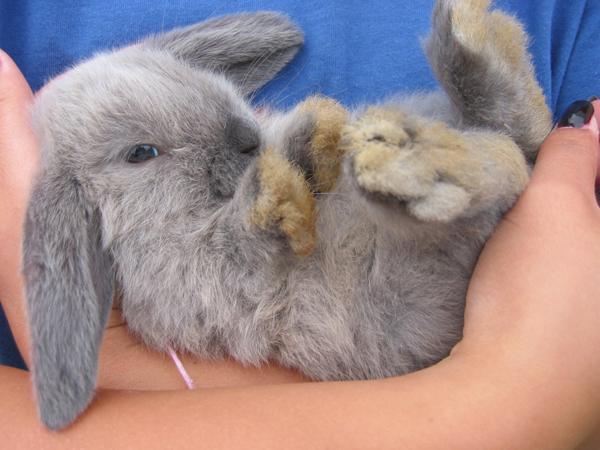 50 Cute Bunny Pictures