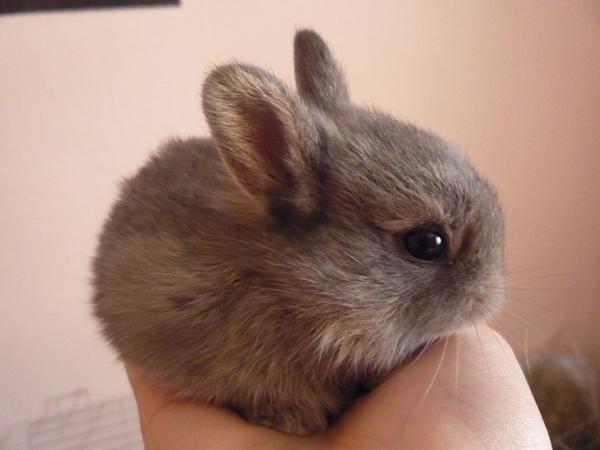 50 Cute Bunny Pictures