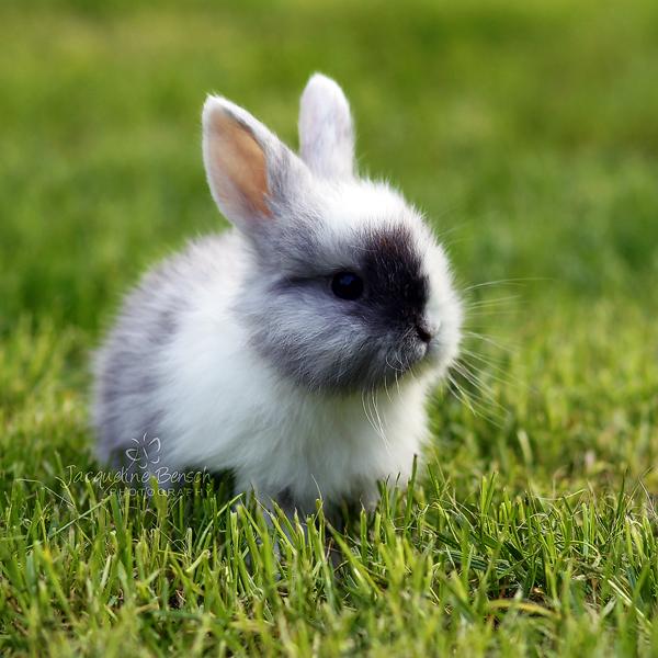 50 Cute Bunny Pictures