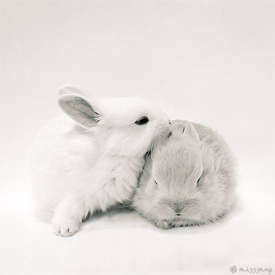 50 Cute Bunny Pictures