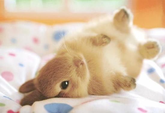 50 Cute Bunny Pictures