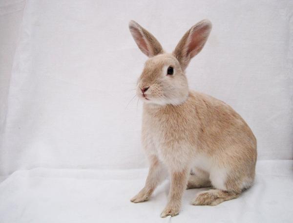 50 Cute Bunny Pictures