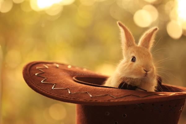 50 Cute Bunny Pictures