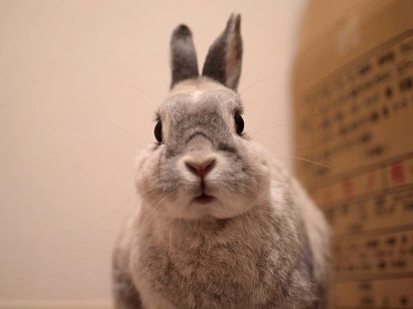50 Cute Bunny Pictures