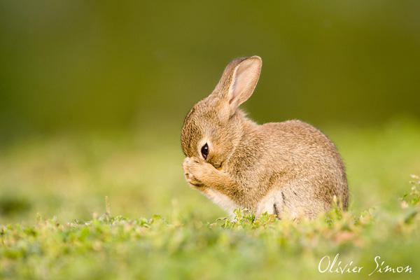 50 Cute Bunny Pictures