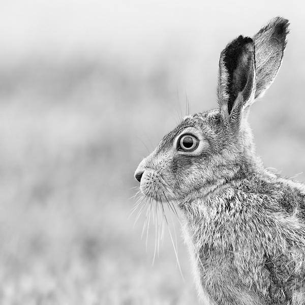 50 Cute Bunny Pictures