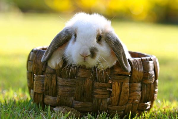 50 Cute Bunny Pictures