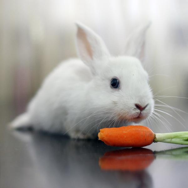 50 Cute Bunny Pictures