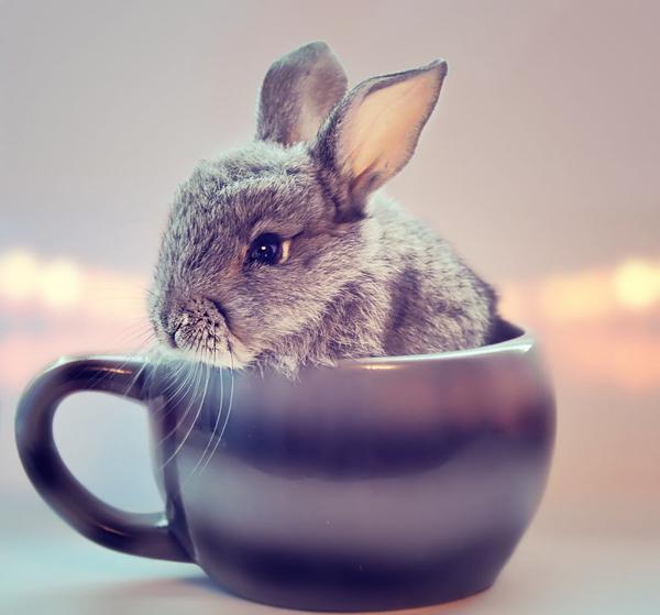 50 Cute Bunny Pictures