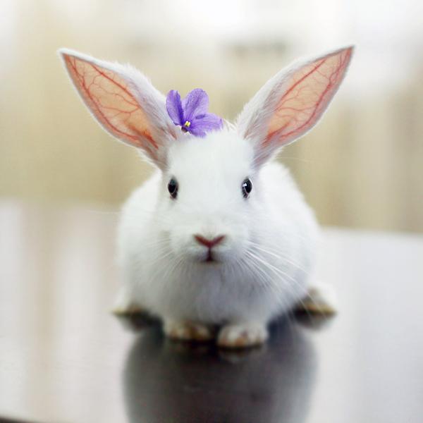 50 Cute Bunny Pictures