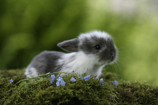 50 Cute Bunny Pictures