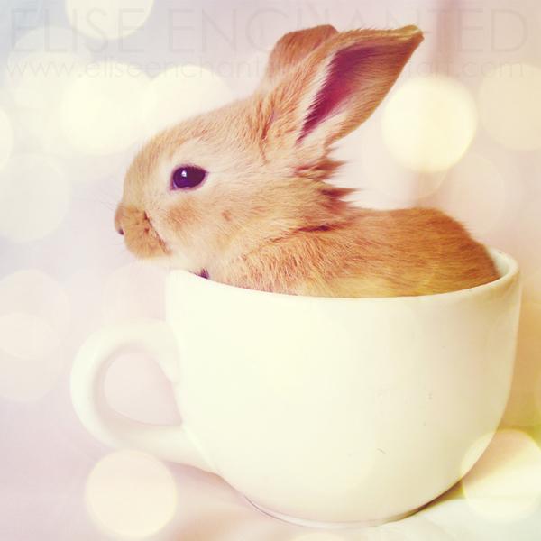 50 Cute Bunny Pictures