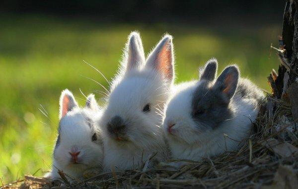 50 Cute Bunny Pictures