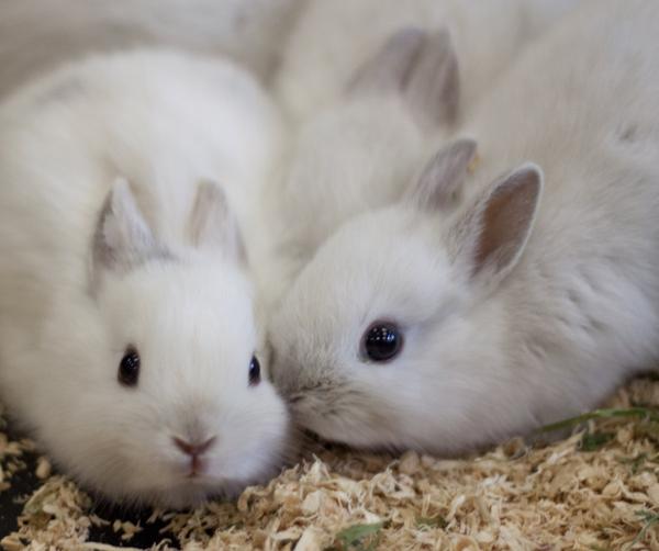 50 Cute Bunny Pictures