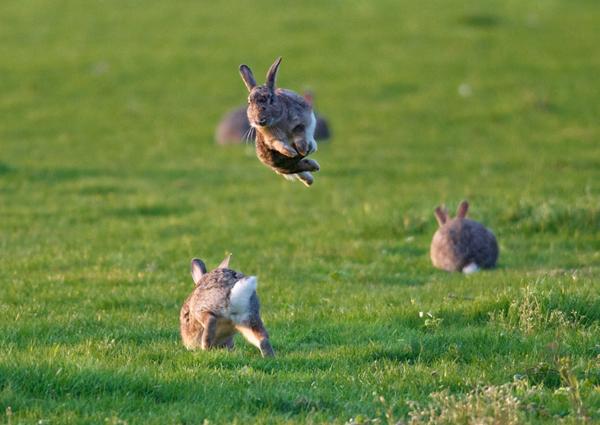 50 Cute Bunny Pictures