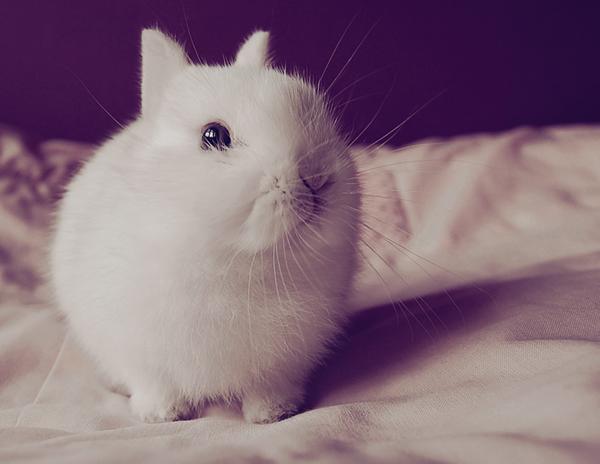 50 Cute Bunny Pictures
