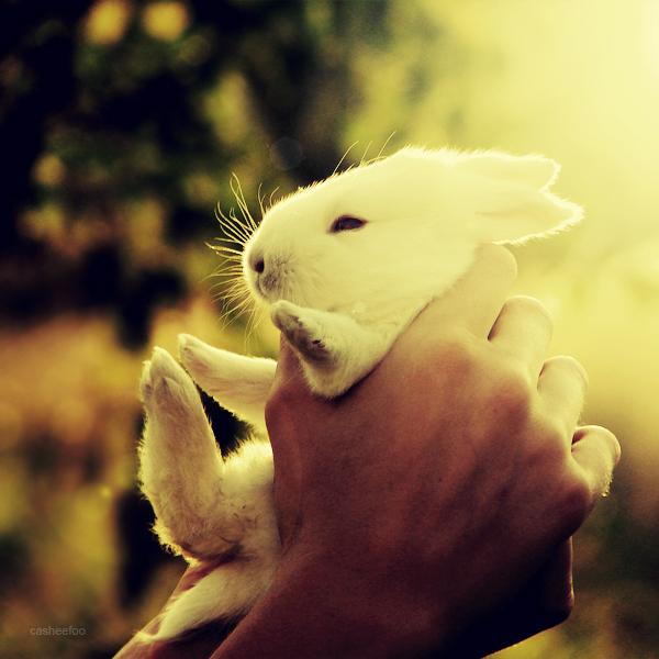 50 Cute Bunny Pictures