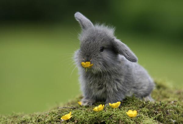 50 Cute Bunny Pictures