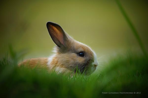50 Cute Bunny Pictures