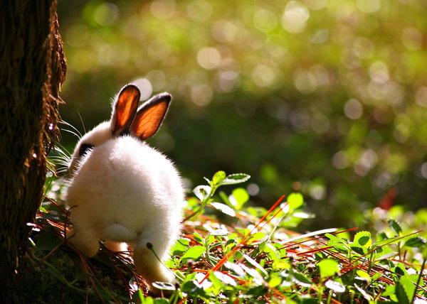 50 Cute Bunny Pictures